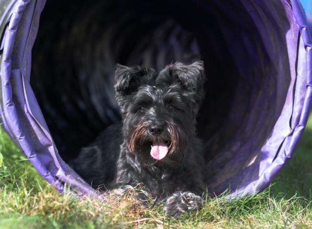 dog agility course redditch