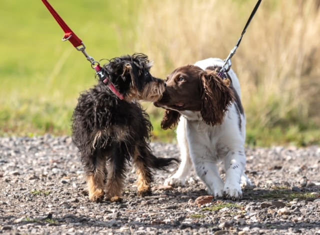 puppy training redditch