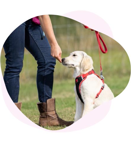 Dog training in redditch