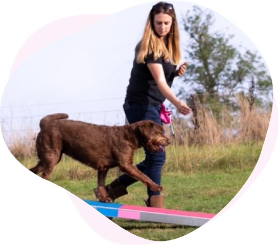 dog agility training in redditch