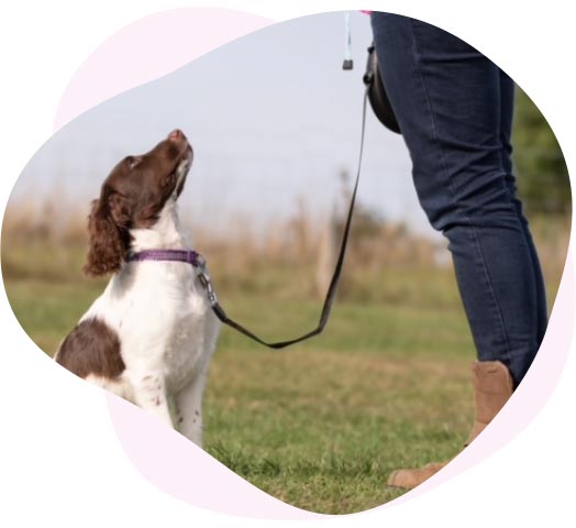 group dog obedience classes redditch