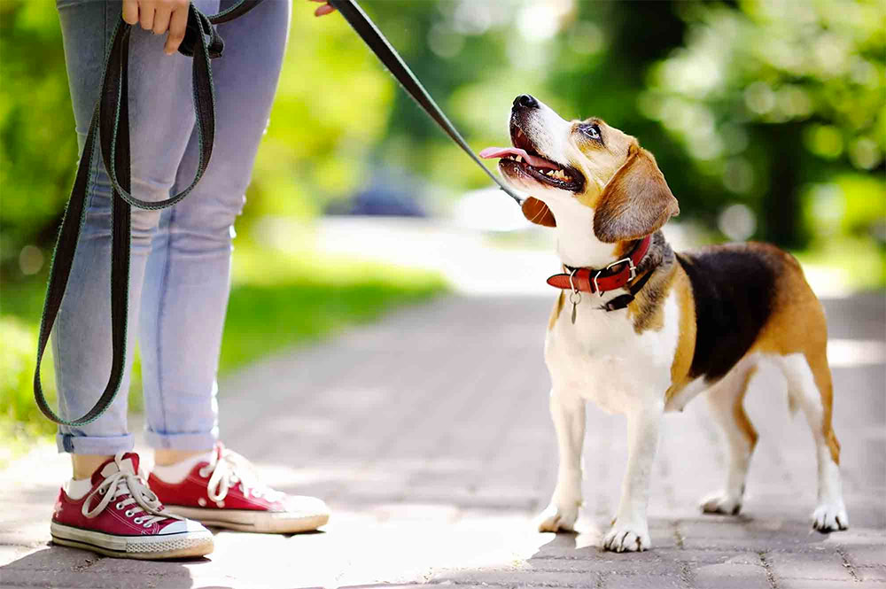 puppy training classes in redditch