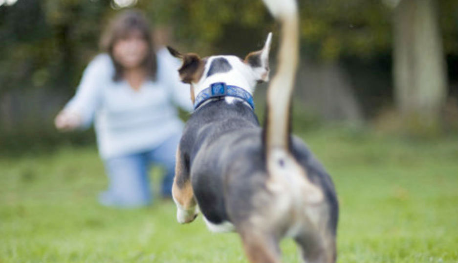 dog recall training from maisies dog training