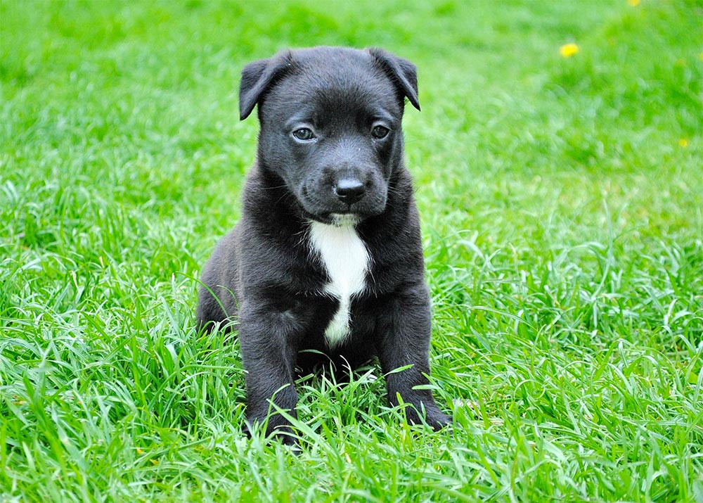 Socialising your puppy