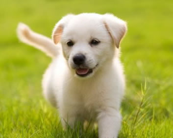 Puppy training redditch