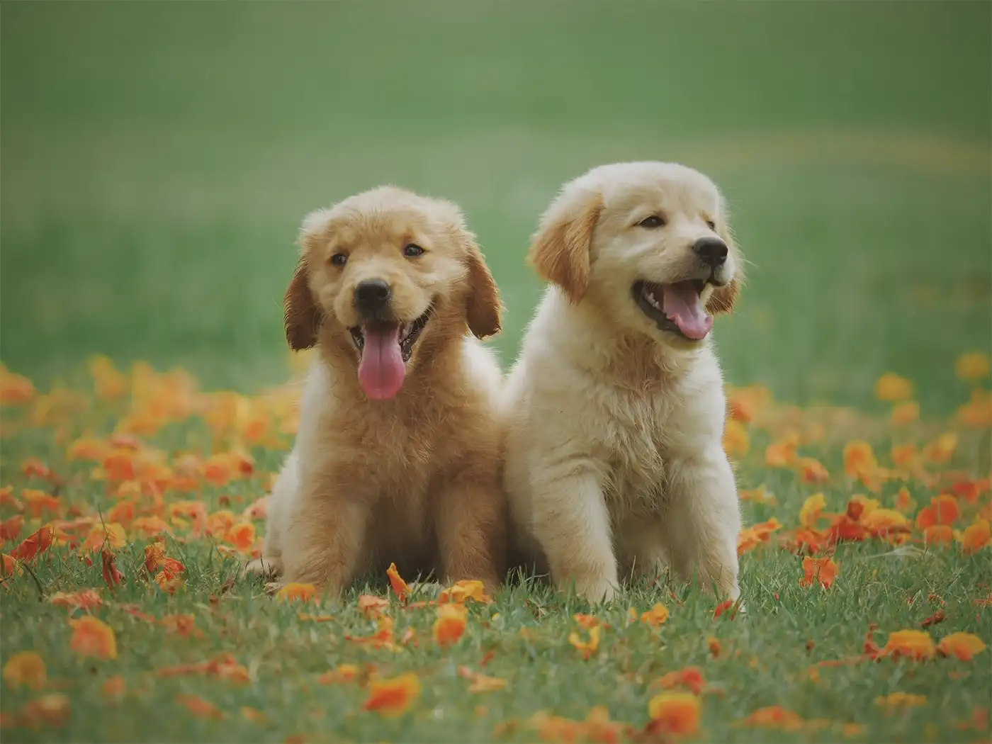 professional puppy training