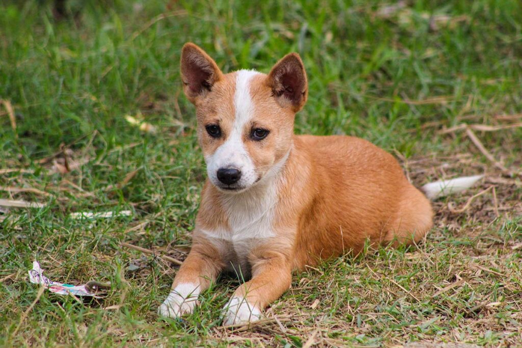 puppy training tips