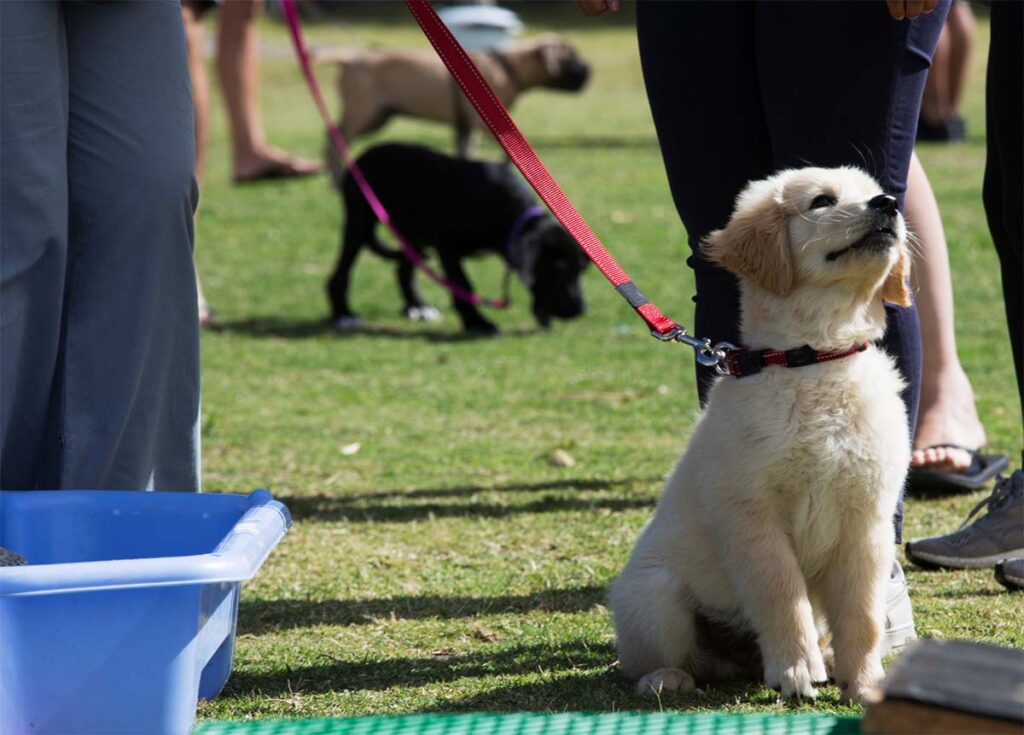 puppy training basics