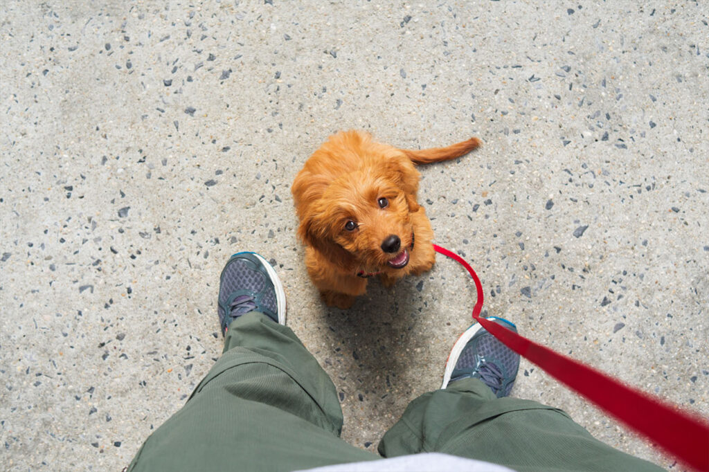 teach your puppy basic commands