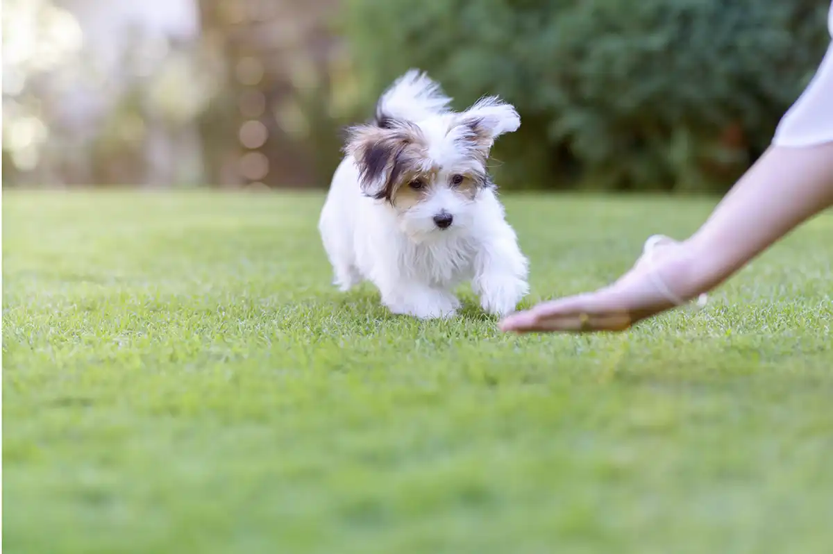 one to one dog training
