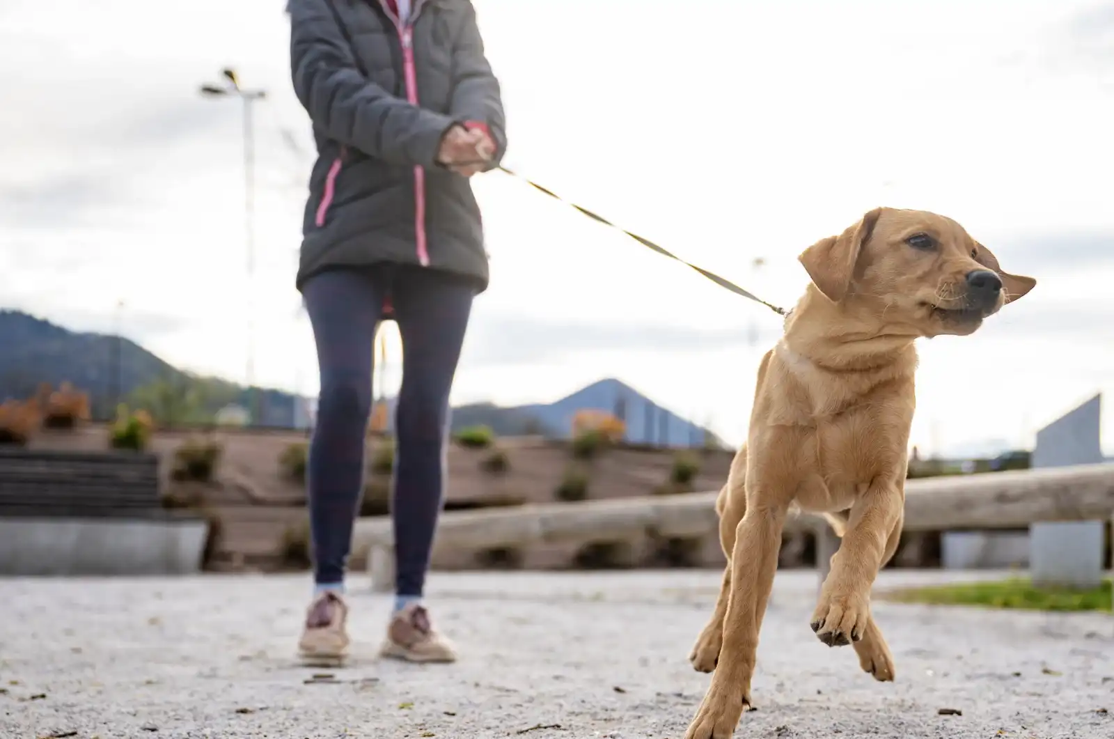 Training Your Dog to Stop Pulling on the Lead
