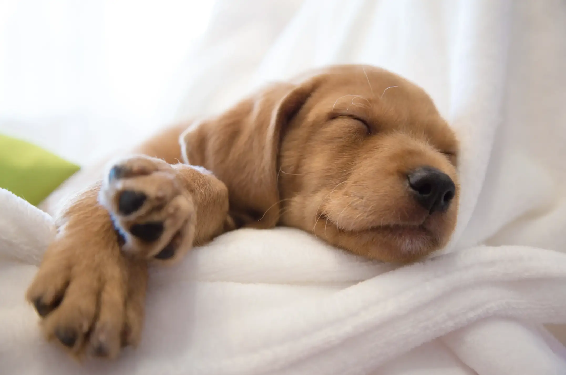 sleeping puppy
