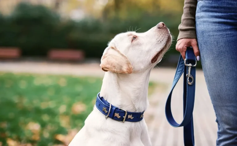 dog training lead reactivity