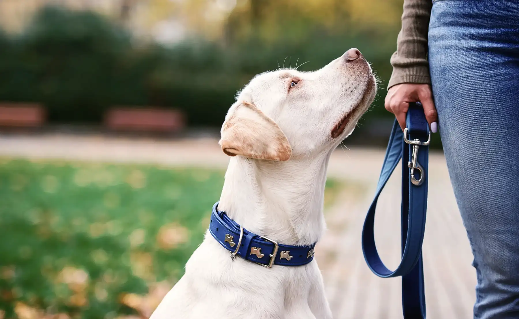 dog training lead reactivity