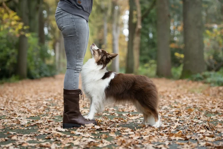 common dog training mistakes