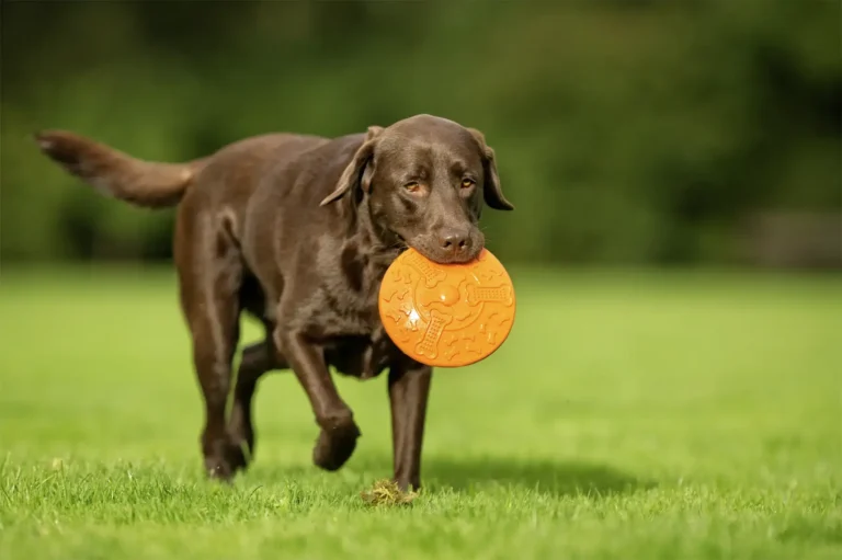 Dog Behaviour Consultation