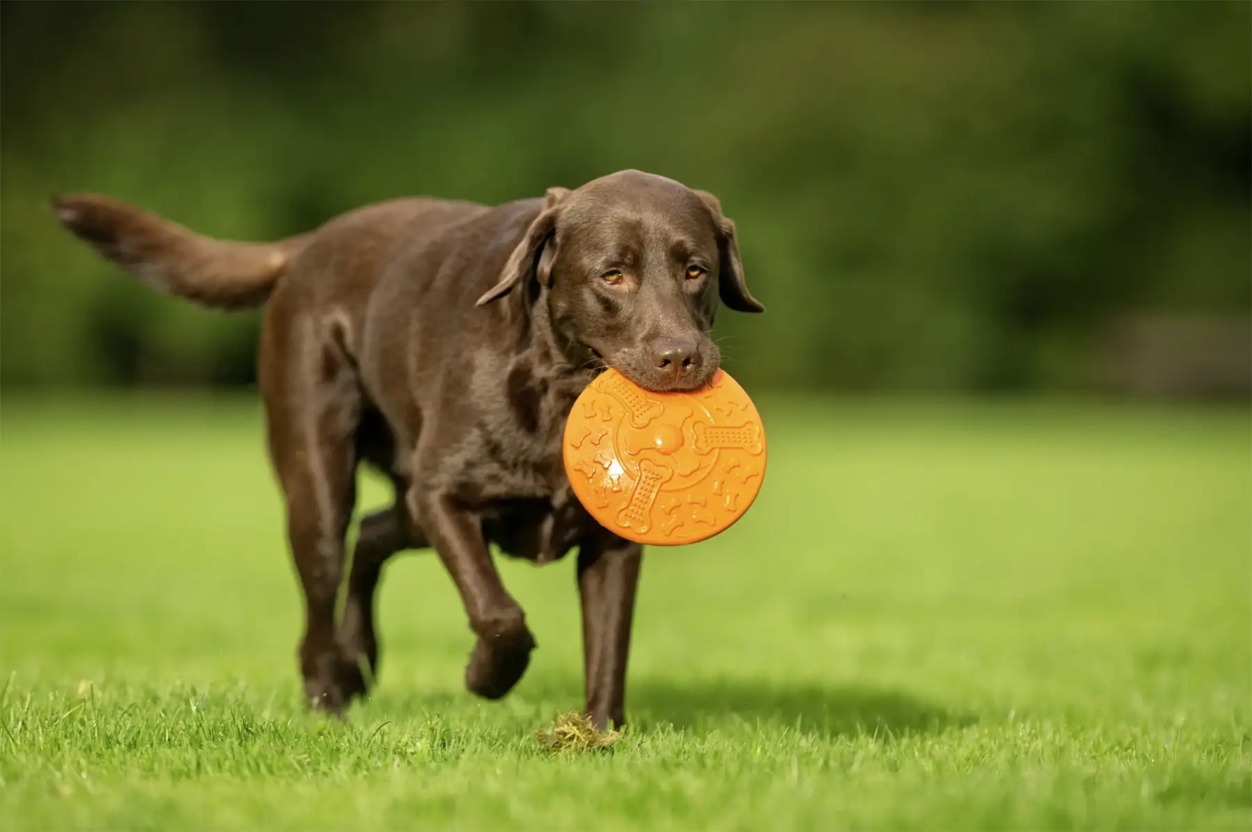 Dog Behaviour Consultation