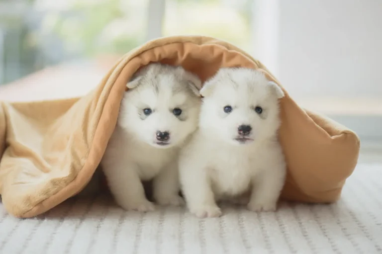 Puppy Training: The First 12 Weeks