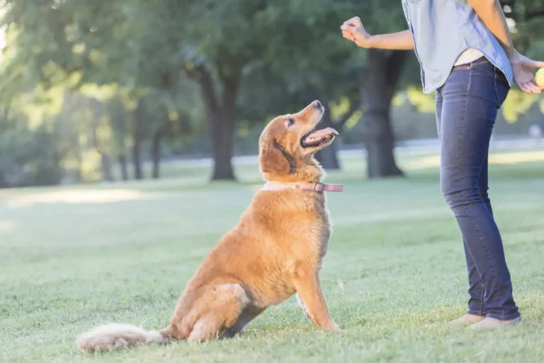 Private Dog Training