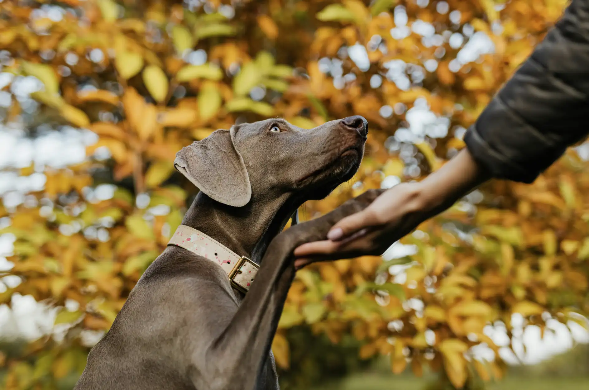 one to one dog training stratford